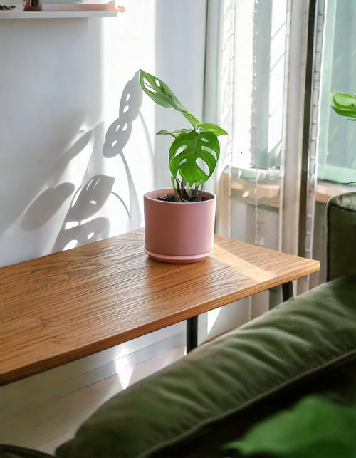 Mini-monstera-adansonii-contexto_2
