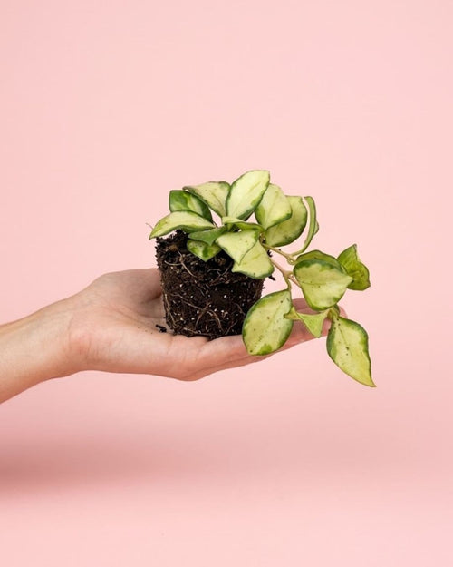 Hoya Albomarginata Mini, planta natural de interior de Pur Plant