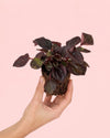 Mini_Peperomia_Chocolate