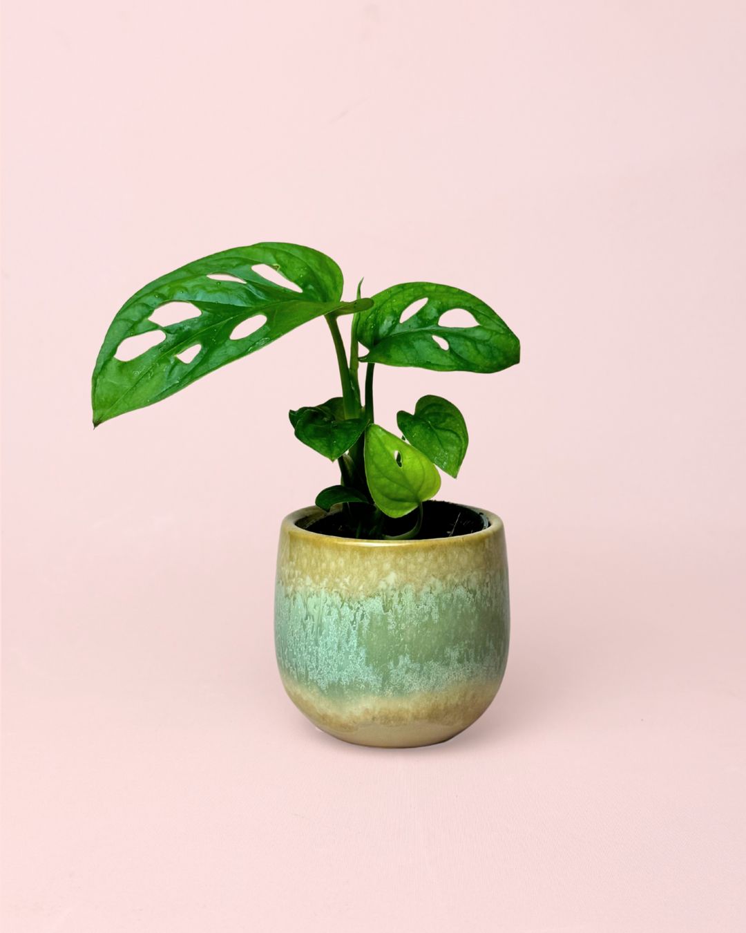 Monstera Adansonii-Mini-con-Maceta-Cerámica-Decorativa