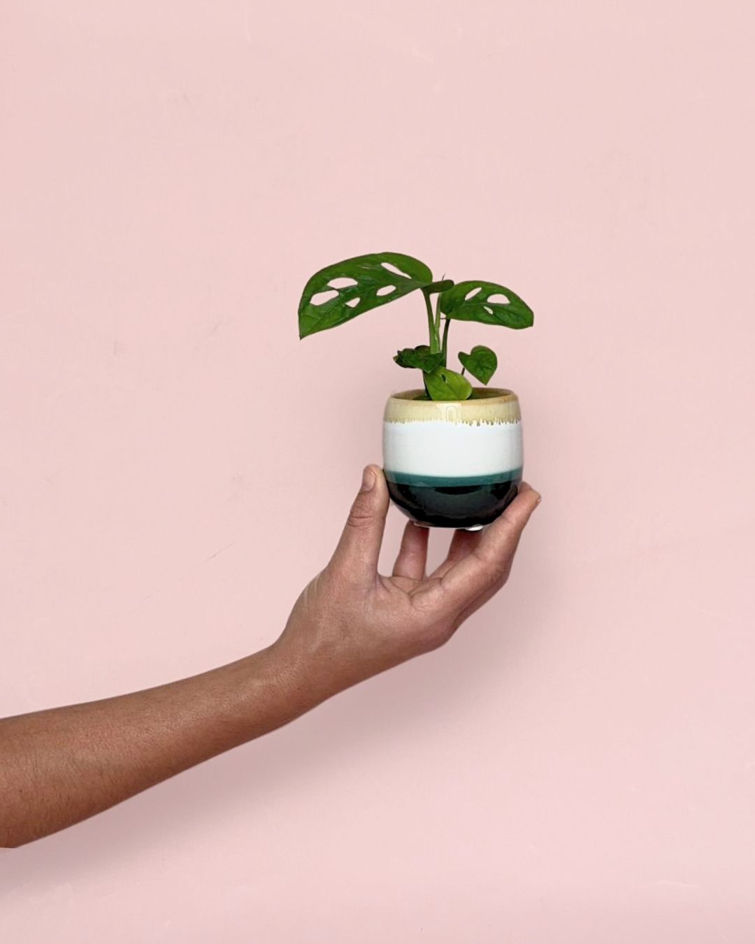 Monstera-Adansonii-Mini-con-Maceta-Cerámica-size