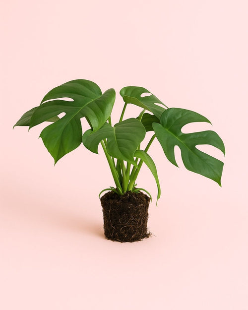 Monstera Minima M