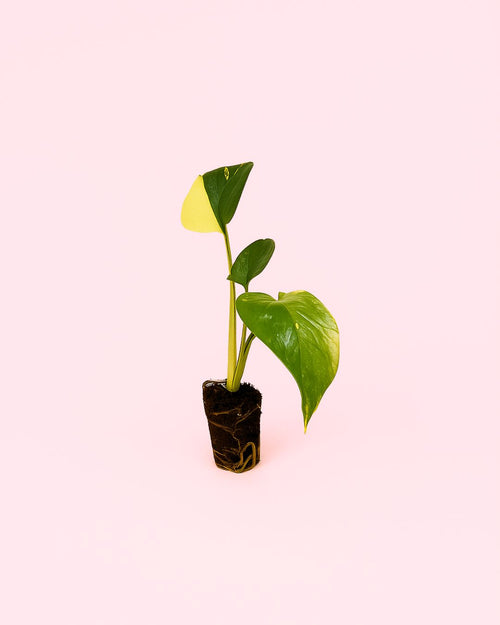 Monstera-Aurea-mini