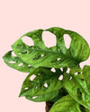 Monstera-Monkey-Mint-detalle