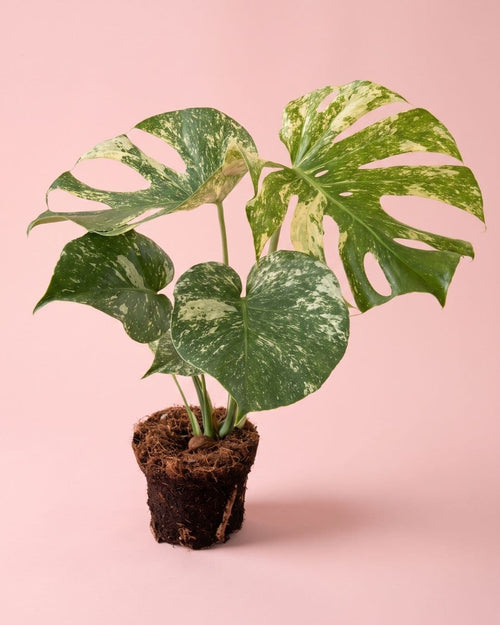 Monstera Variegada Mint M, planta natural de interior de Pur Plant