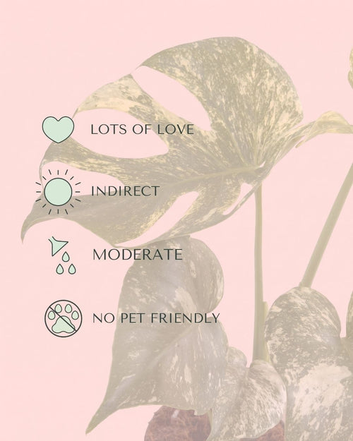 Cuidados de la Monstera Variegada Mint M: luz, riego y temperatura