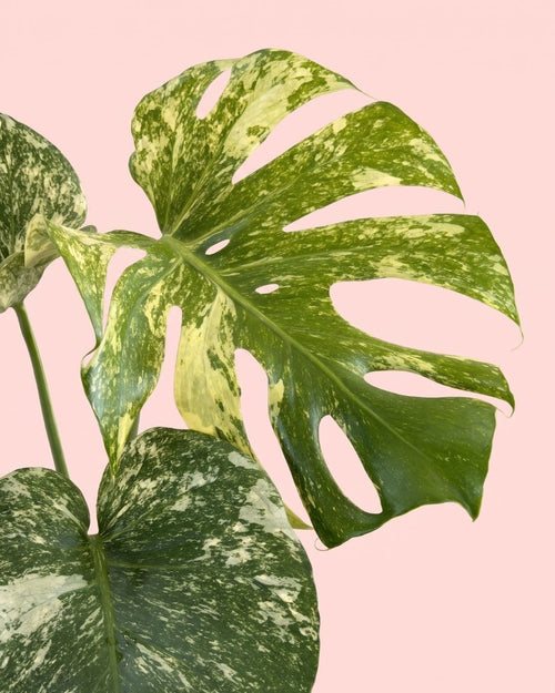 Detalle de las hojas variegadas de la Monstera Mint M