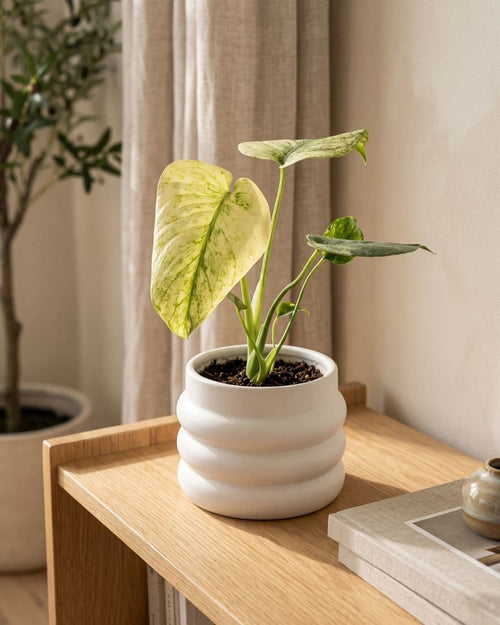 Monstera Variegada Mint Mini decorando un rincón del hogar