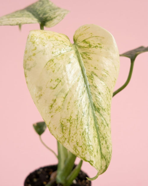 Detalle de las hojas variegadas de la Monstera Mint Mini