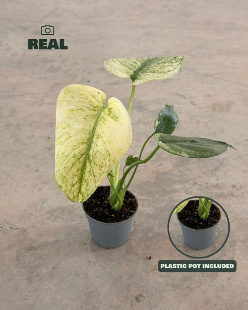 Foto real de la Monstera Variegada Mint Mini