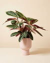 Maceta de cerámica Muse rosa con una planta