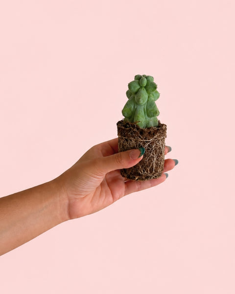 Myrtillocactus - Booby Cactus Mini