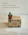 Myrtillocactus - Booby Cactus Mini packaging