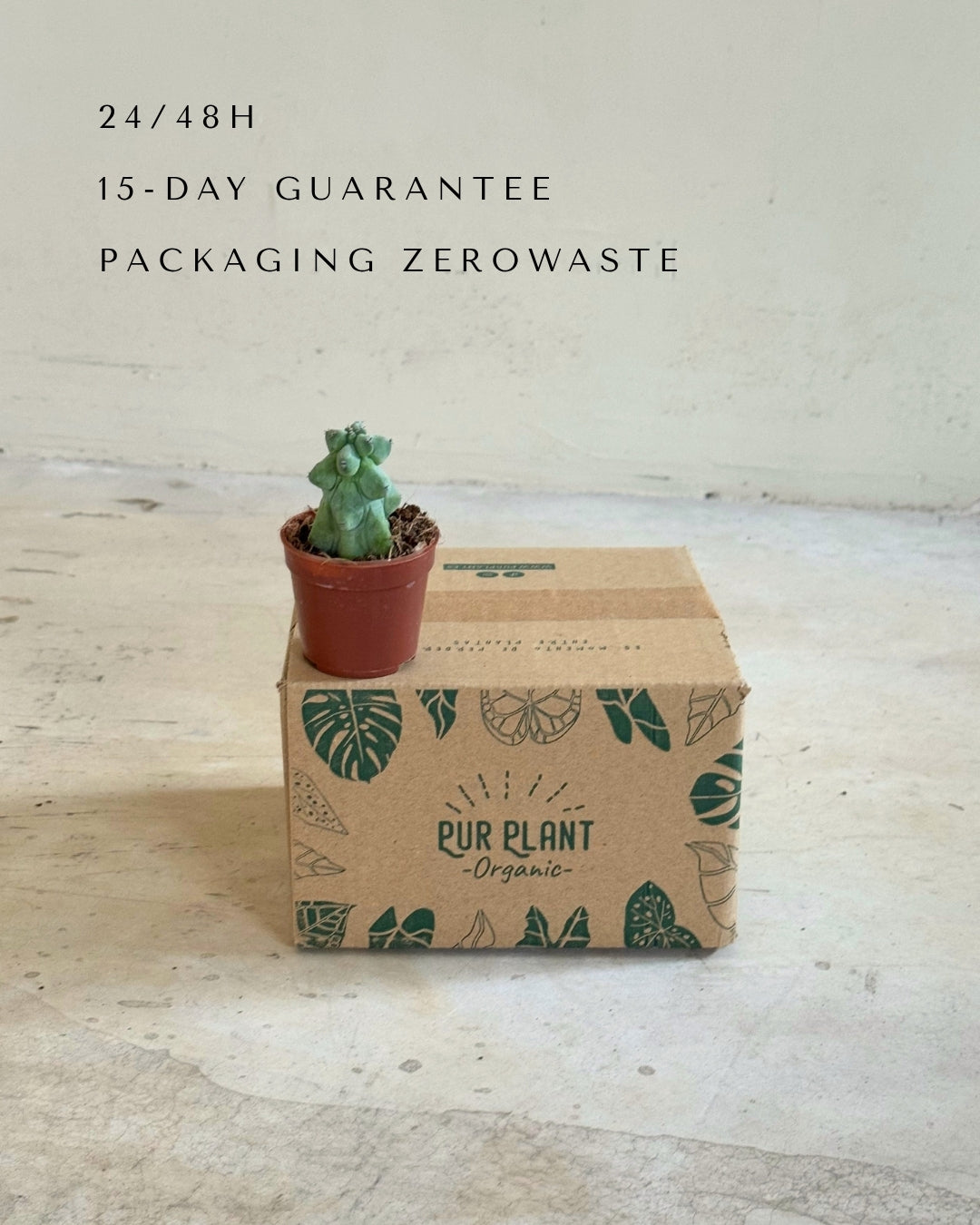 Myrtillocactus - Booby Cactus Mini packaging