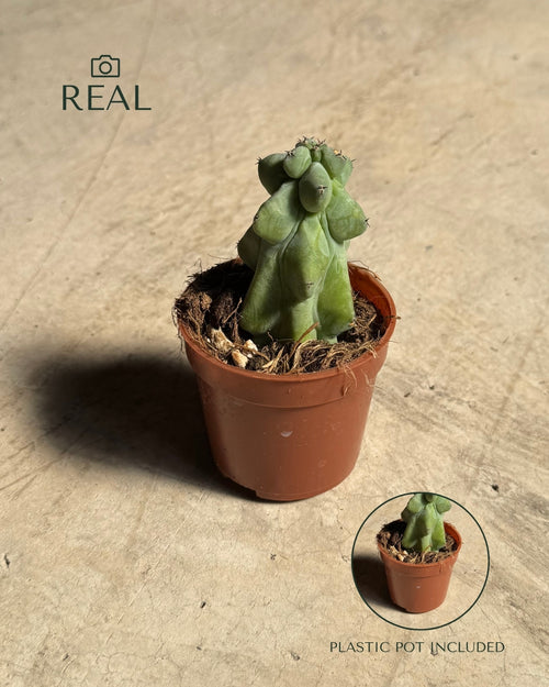 Myrtillocactus - Booby Cactus Mini real