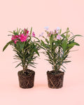 Adelfa - Nerium Oleander Mix M