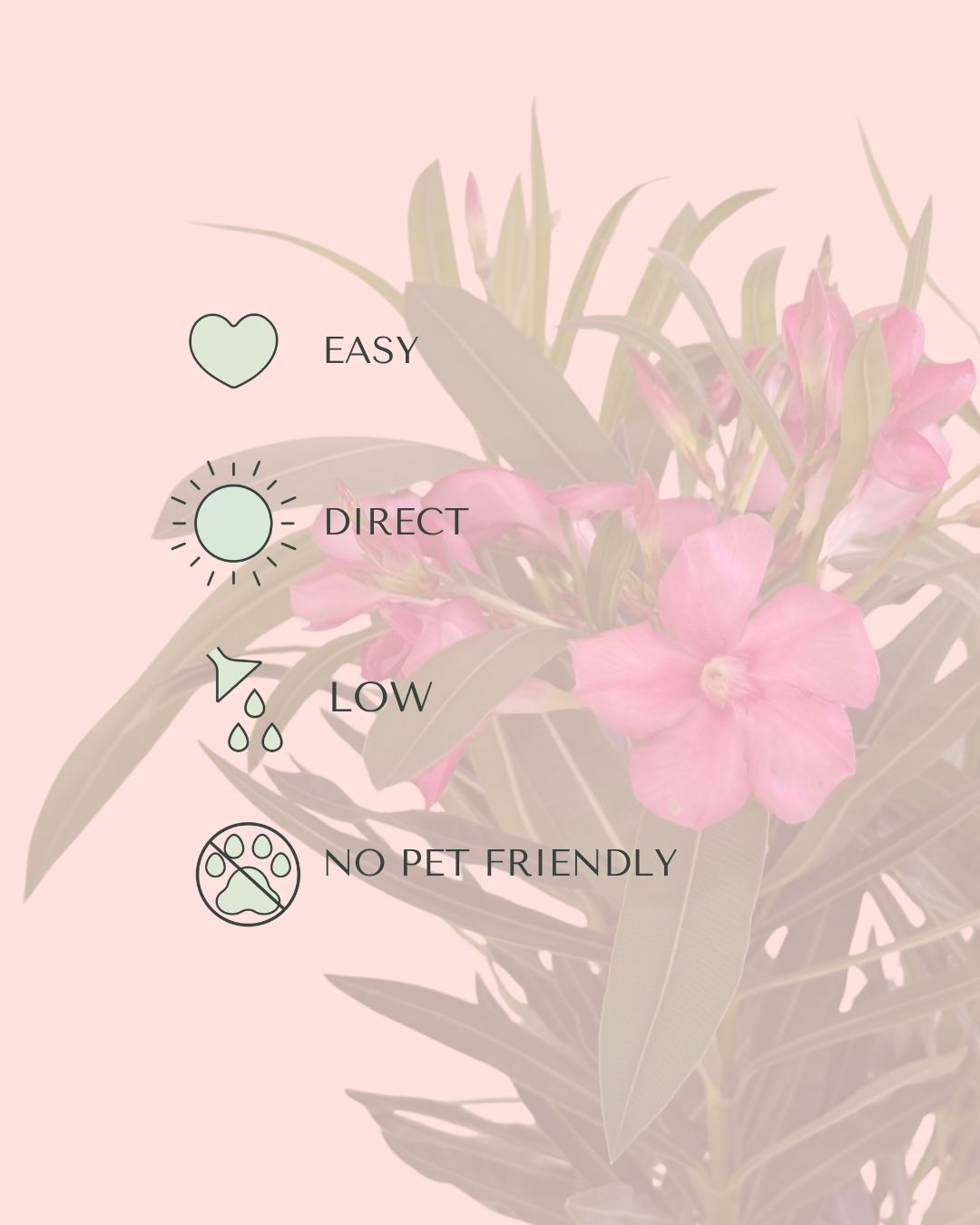 Adelfa - Nerium Oleander Mix M