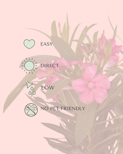 Adelfa - Nerium Oleander Mix M