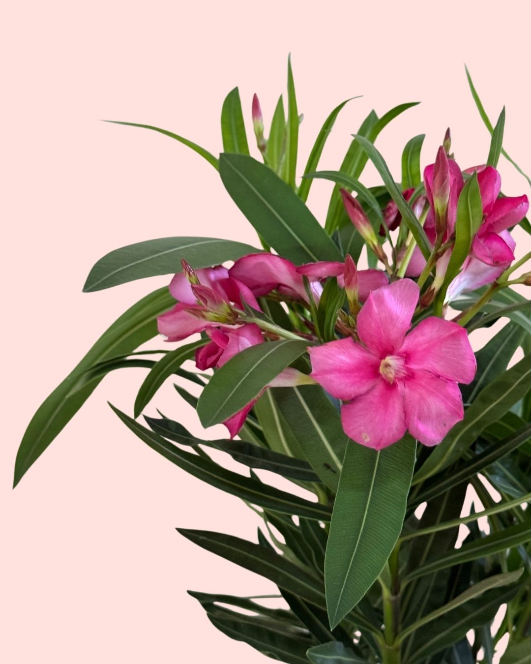Adelfa - Nerium Oleander Mix M