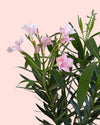 Adelfa - Nerium Oleander Mix M