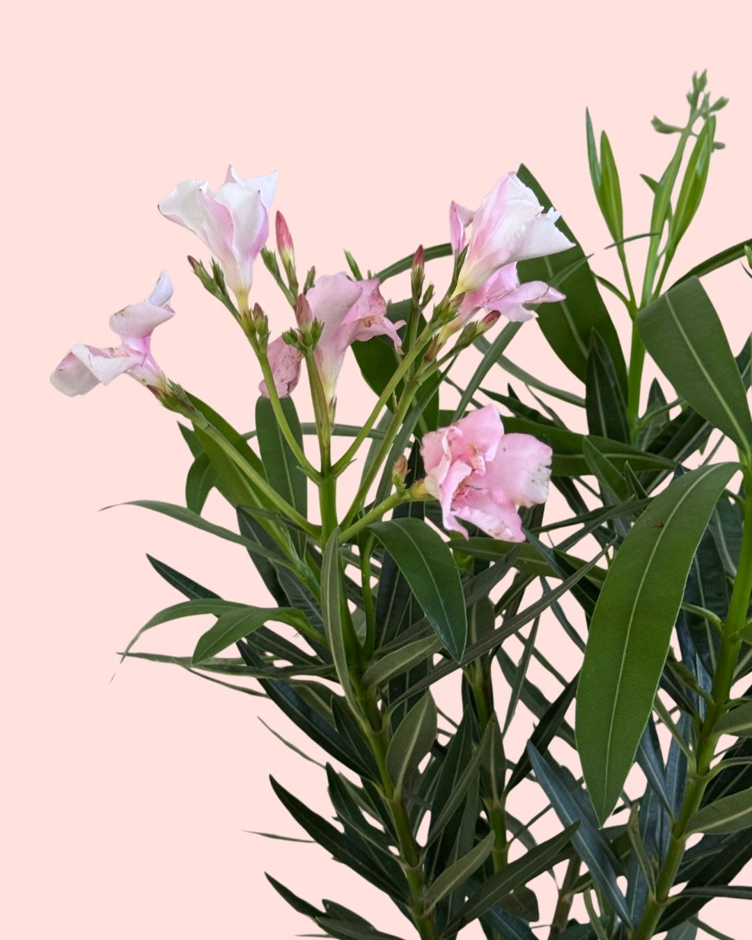 Adelfa - Nerium Oleander Mix M