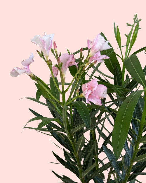 Adelfa - Nerium Oleander Mix M