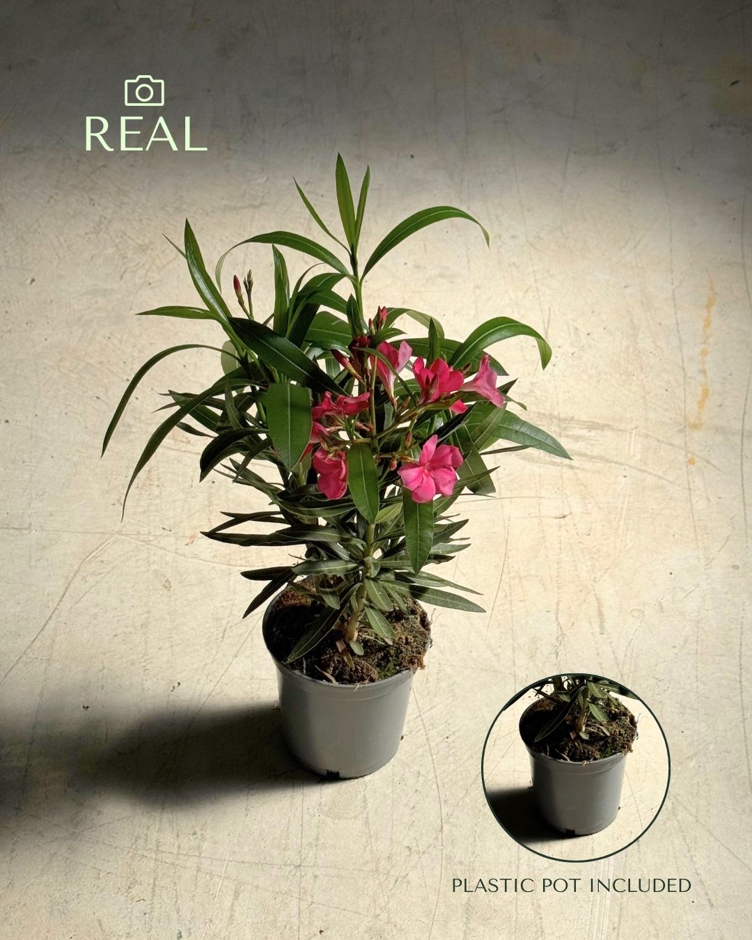 Adelfa - Nerium Oleander Mix M