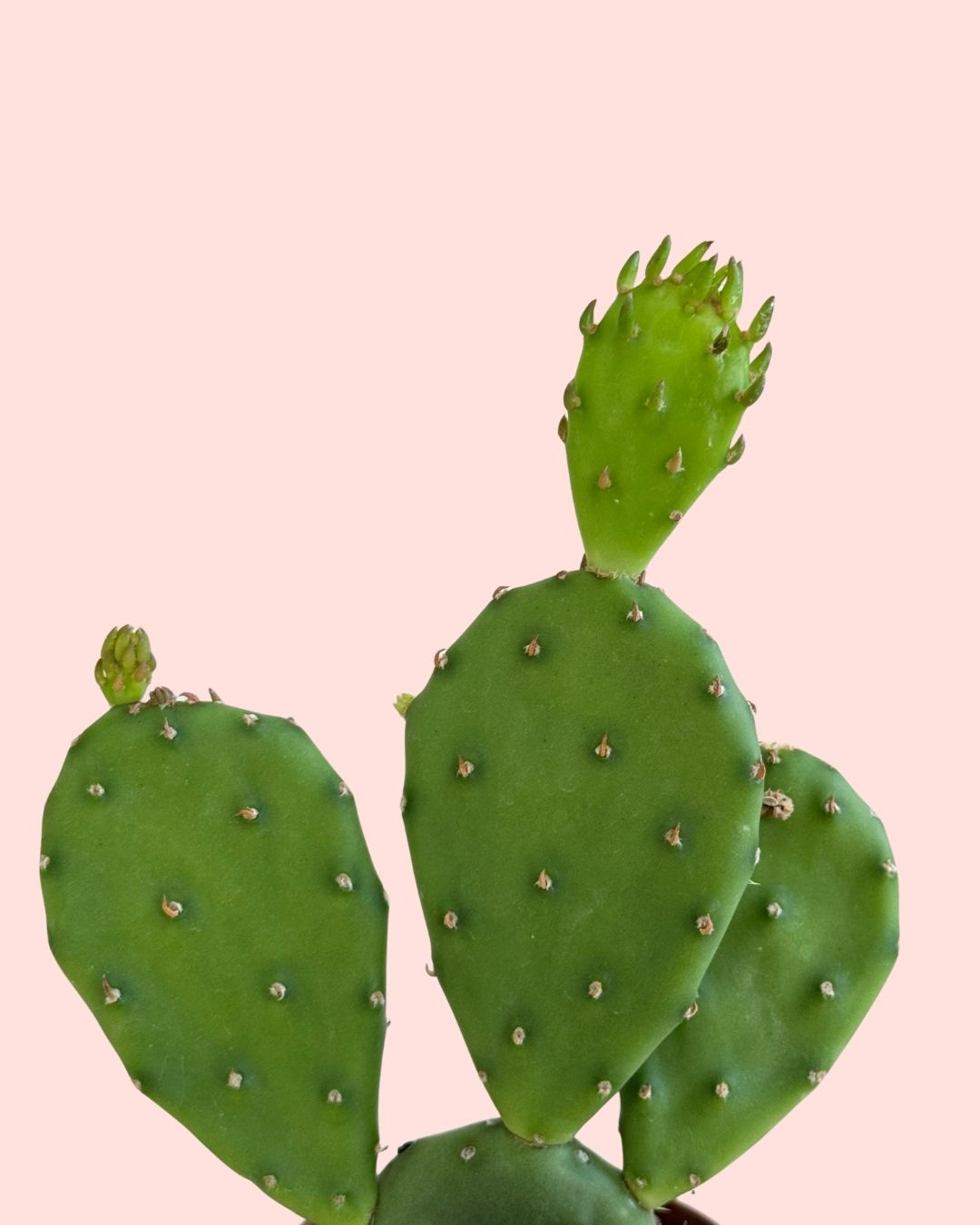Cactus Opuntia Humifusa Mini