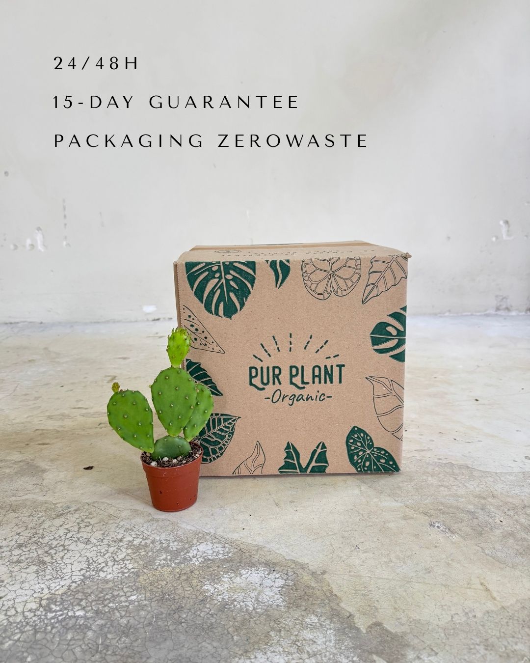 Cactus Opuntia Humifusa Mini