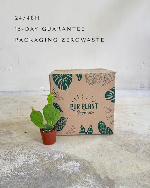 Cactus Opuntia Humifusa Mini