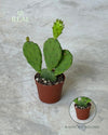 Cactus Opuntia Humifusa Mini