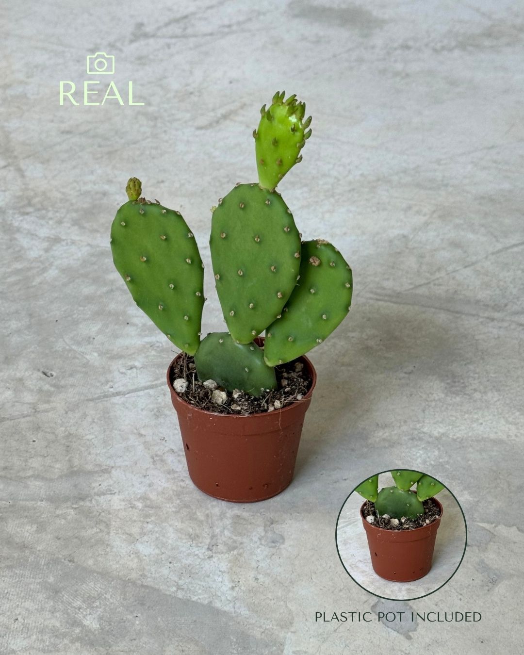 Cactus Opuntia Humifusa Mini