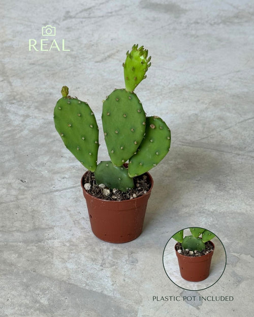 Cactus Opuntia Humifusa Mini
