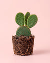 Opuntia Microdasys Amarilla M