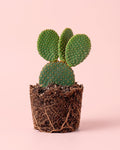 Opuntia Microdasys Amarilla M