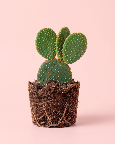 Opuntia Microdasys Amarilla M