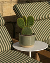 Opuntia Microdasys Amarilla M
