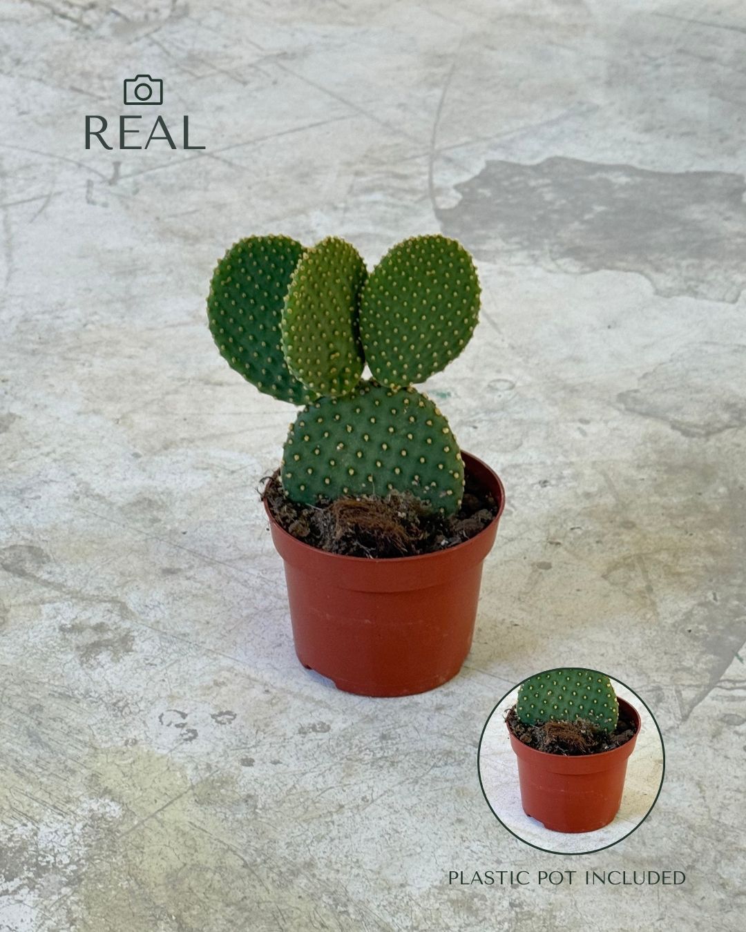 Opuntia Microdasys Amarilla M