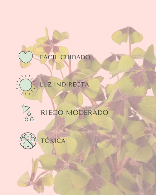 Oxalis-deppei-cuidados