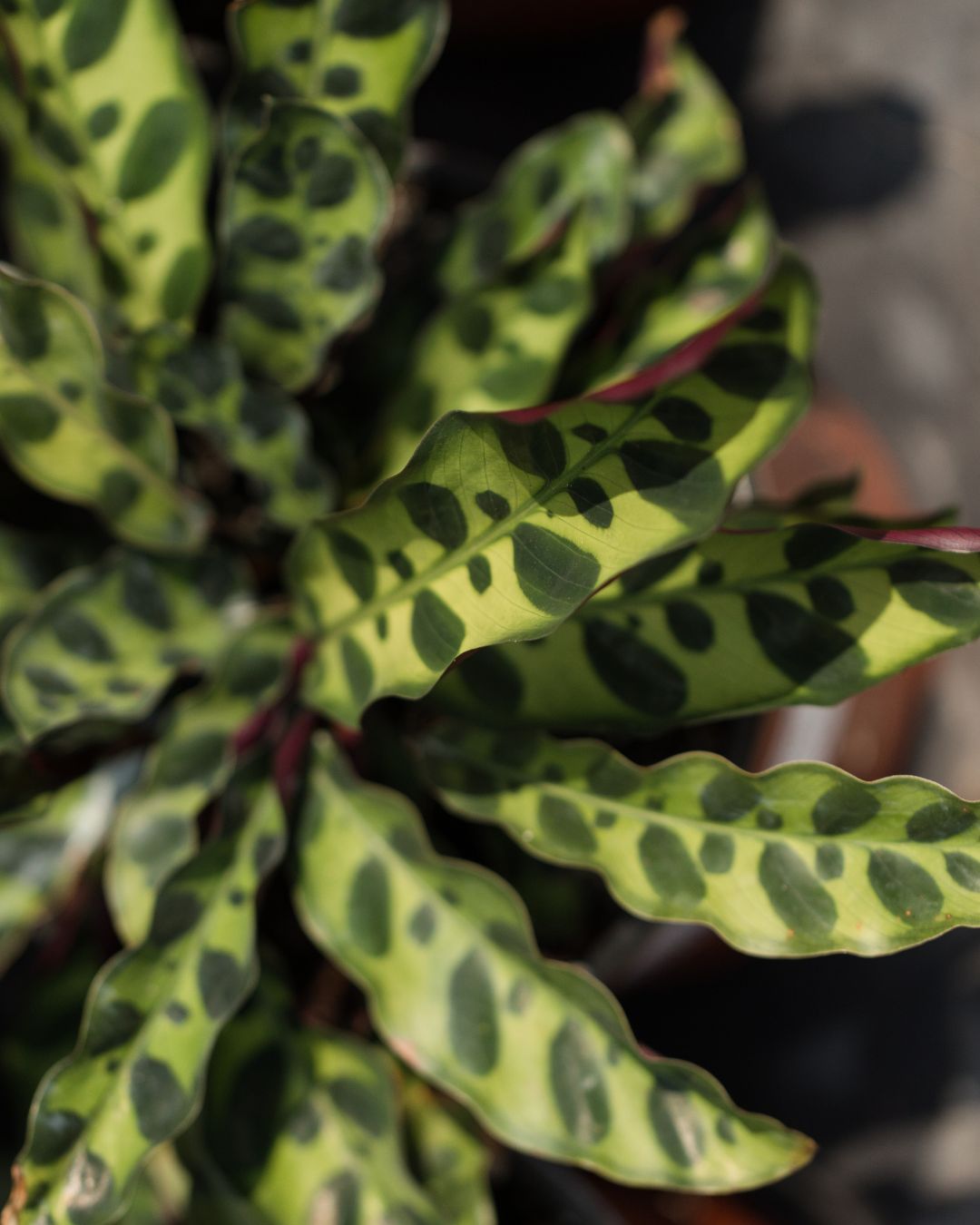 hojas lancifolia detalle