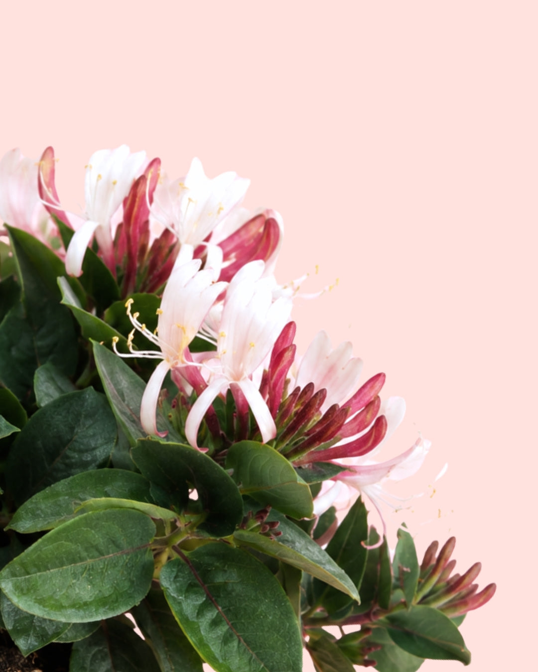 Madreselva de Japón - Lonicera Japonica Red L