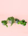 Pack 4x Mini Plantas Colgantes