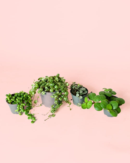 Pack 4x Mini Plantas Colgantes