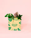 Pack-Mini-Plantas-Pet-Friendly-3
