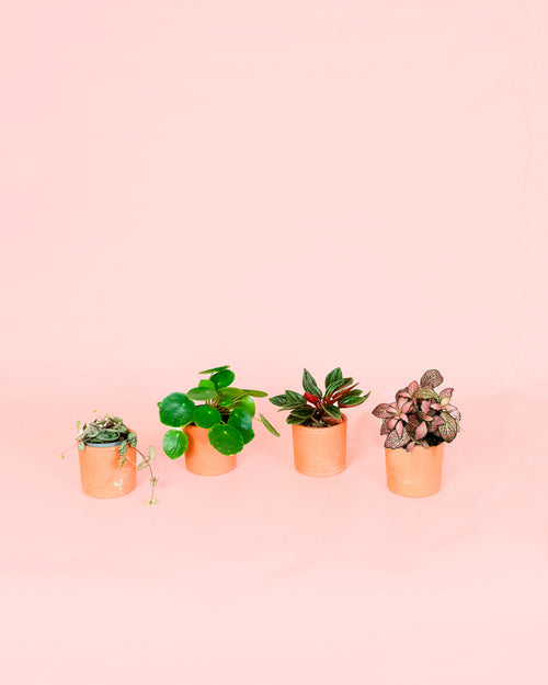 Pack 4x Mini Plantas Pet Friendly
