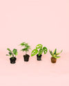 Pack-Mini-Plantas-Poca-Luz-2