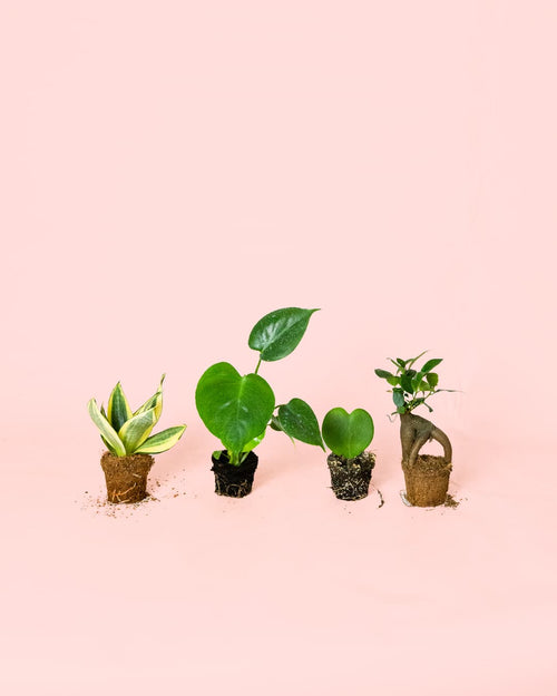Pack 4x Mini Plantas Resistentes