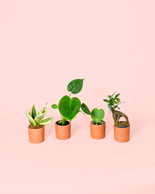 Pack 4x Mini Plantas Resistentes