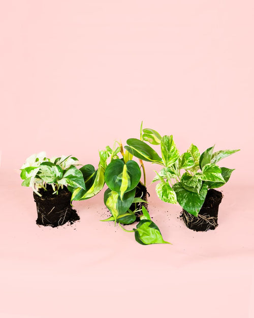 Pack 3x Plantas Medianas Colgantes
