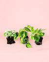 Pack-Plantas-Medianas-Colgantes-4